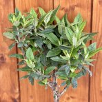 Budleja Dávidova (Buddleja Davidii) ´BUTTERFLY CANDY® LITTLE LILA´ - výška 40-50 cm, kont. C3L - NA KMIENKU